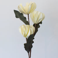 still life magnolia